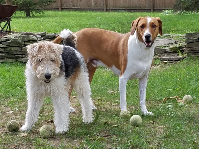 Attentive Dogs