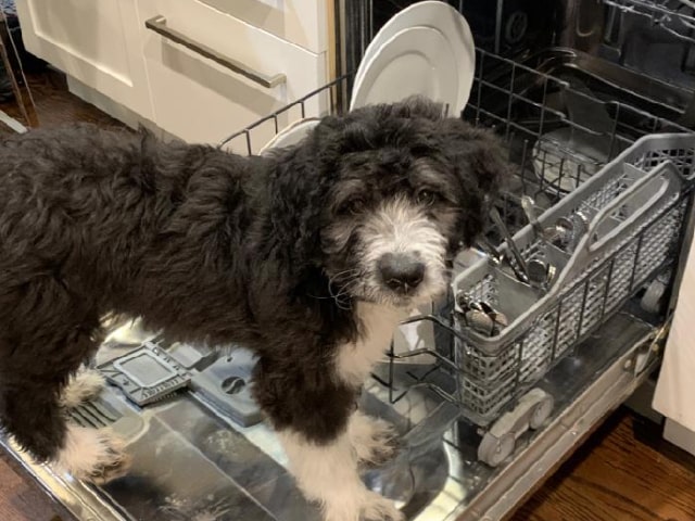 Puppy in Dishwasher