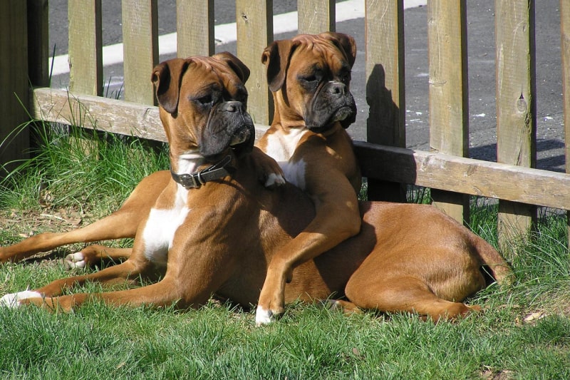 Two Boxers