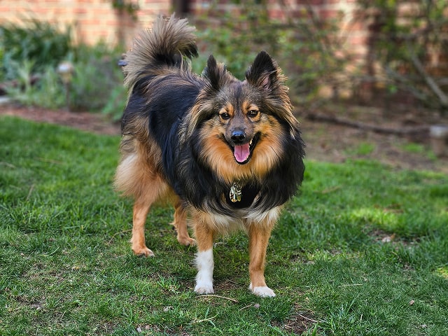 Pomeranian Sheep Dog