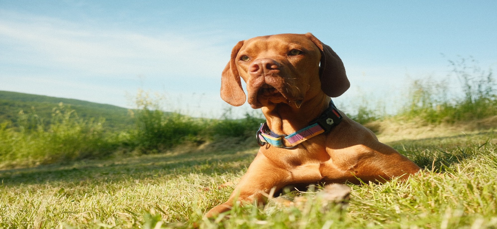 Vizsla