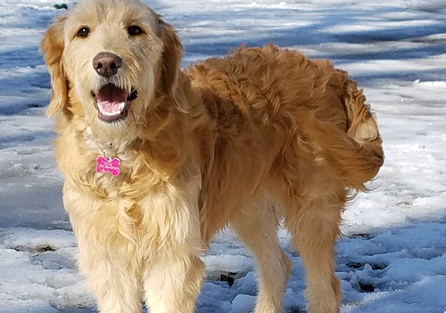 Goldendoodle